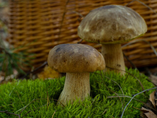 Beautiful boletus edulis mushroom in forest. Delicious porcini