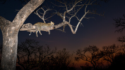 Leopard sleeping in a tree with a dramatic dark sky