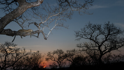 Lazy leopard comfortably sleeping in a tree at sunset with a dramatic sky