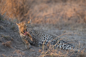 Portrait of a leopard licking her front paw