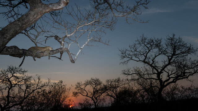 Lazy leopard comfortably sleeping in a tree at sunset with a dramatic sky