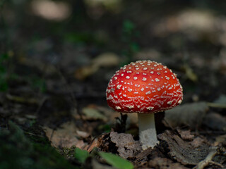 Amanita muscari. Beautiful red fly agaric in the forest.  Poisonous mushroom. 