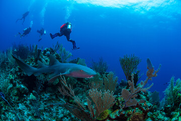 diver with nurse shark 