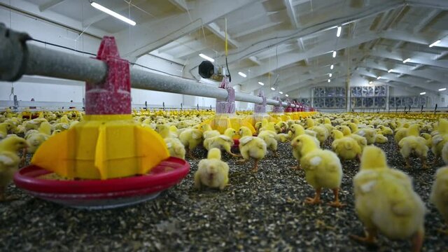 Little chickens near automatic feeders food on the farm. Broiler chickens on a modern poultry farm near feeders on a poultry farm. Funny yellow chicks in hangar.
