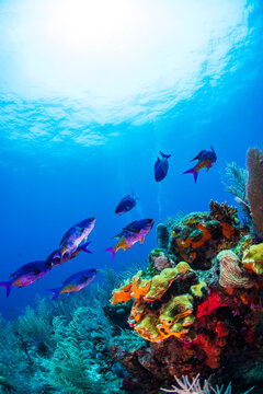Peack wrasse swimming up the reef 