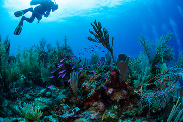 Fototapeta na wymiar Diver watching the tropical fish on the reef 