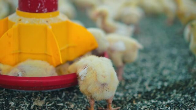 Small chickens eating fodder. Poultry production on a modern farm. Automated feeding for broilers inside factory. Close-up.