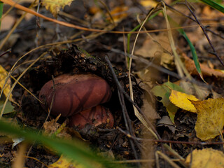 Beautiful red-brown green russula in the forest close up - obrazy, fototapety, plakaty
