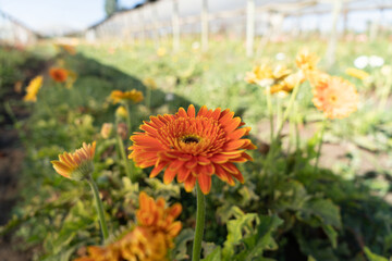 Purple flower in covered countryside, sunny day