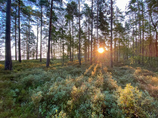 Sunrise in a Forest in Sweden with blueberry bushes an a lake in the background - Landscape Photography