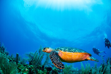 A turtle swimming over the reef 