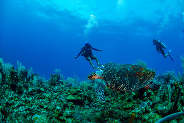 scuba diver and a turtle