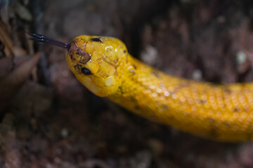 The Cape Cobra (Naja nivea), also called the yellow cobra.