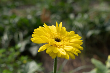 Purple flower in covered countryside, sunny day