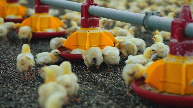 Little broilers feeding from automatic trough. Funny chickens eating fodder on a poultry farm. Modern agribusiness.