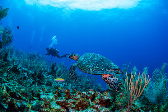 diver and reef and turtle 