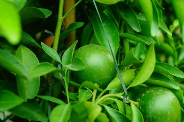 Ornamental fish in aquarium market