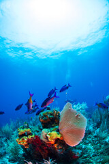 Creole wrasse fish swimming over the reef 