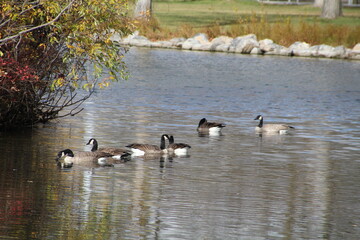 Geese On Autumn Waters,  William Hawrelak Park, Edmonton, Alberta