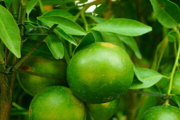 Ornamental fish in aquarium market