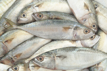 Fresh mackerel fish close up