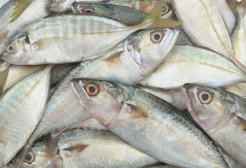 Mackerel fish background	