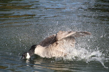 Fototapeta premium Movement Of The Goose, William Hawrelak Park, Edmonton, Alberta