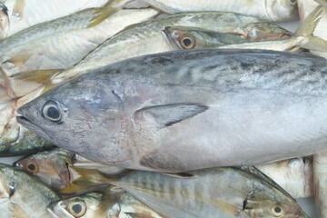 Fresh tuna fish on mackerel background