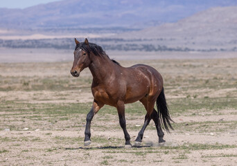 Wild Horse in the Utah Desert
