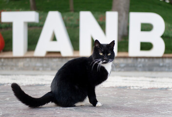 Black and White Stray Cat Istanbul Turkey Angry Cat
