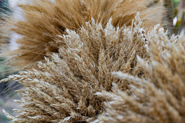 A beautiful bunch of wheat ears. Ripe stalks and ears of wheat are collected in a sheaf.