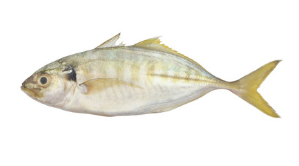 Raw horse mackerel fish isolated on white background