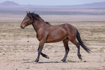 Fototapeta na wymiar Wild Horse in the Utah Desert