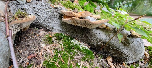 Pilze an Wurzeln im Wald