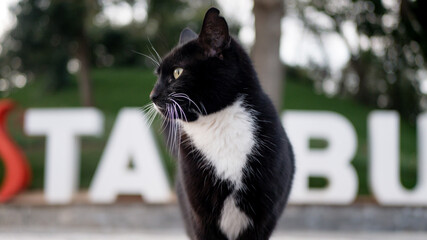 Stray Cat Istanbul Black and White Cat Closeup Shot