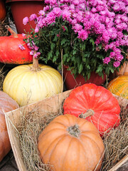 Autumn harvest of pumpkins, arranged with hay, flowerpots with chrysanthemum flowers, Halloween...