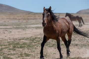 Wild Horse in the Utah Desert