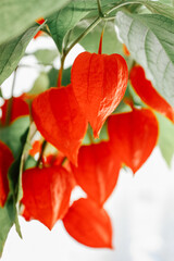 Physalis or red cape gooseberry