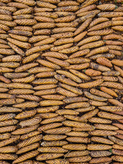 Many long spruce cones, similar in size, brown, lie horizontally on the ground very tightly to each other and create an interesting background. View from above.