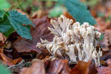 Un champignon parmi les feuilles en forêt de Soignes.