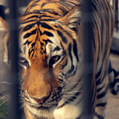 A tiger in a zoo cage. The big cat's open, tired eyes. A tiger named Sharkhan, in the zoo.