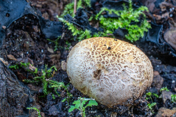 Un champignon parmi les feuilles en forêt de Soignes.