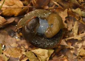 Mating slugs 