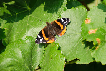 Fototapeta na wymiar admiral butterfly on green leaves in a vineyard