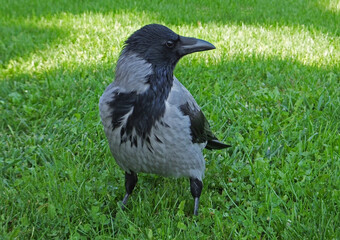 Close-up of a hooded crow on the background of a green meadow