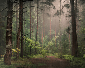 moody foresy landscape