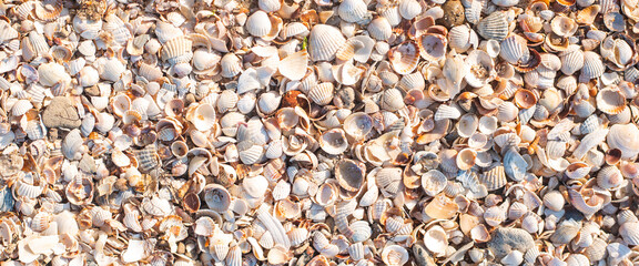 Background with beautiful seashells on a sunny day. Top view, flat lay. Banner