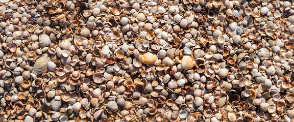 Background from seashells, many small beautiful seashells. Top view, flat lay. Banner