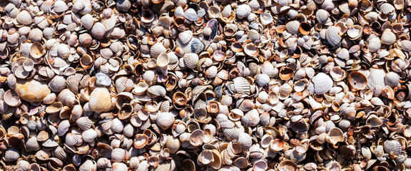 Background with beautiful seashells on the beach. Top view, flat lay. Banner