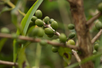 olives on tree coffee fruit